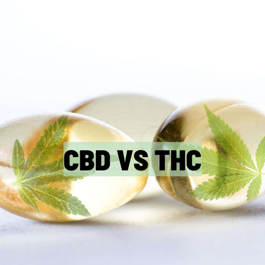 Carolina Dream CBD, THC, and CBN gummies and tinctures – hemp-derived, fast-acting, and formulated for sleep, stress, and focus