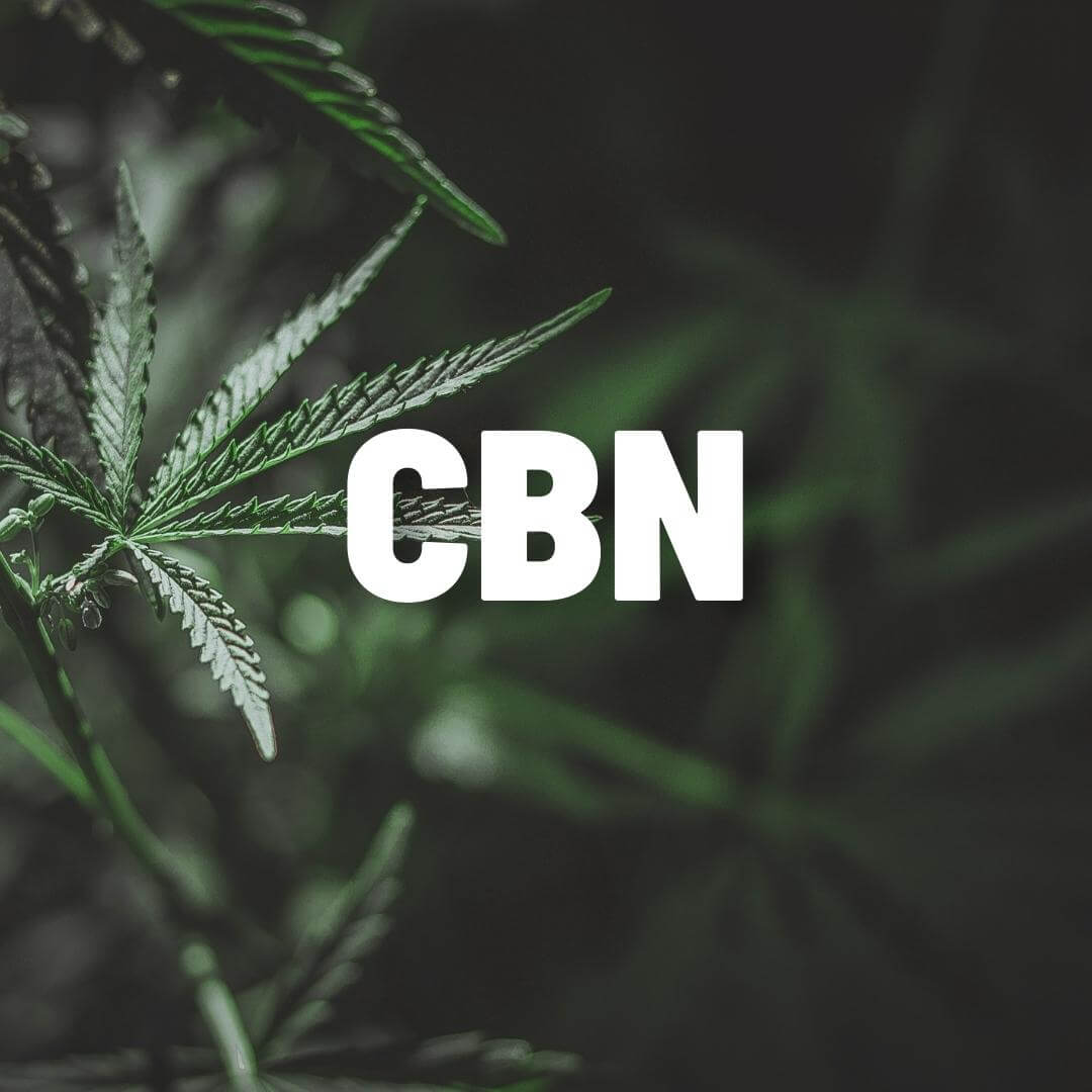 Carolina Dream CBD, THC, and CBN gummies and tinctures – hemp-derived, fast-acting, and formulated for sleep, stress, and focus