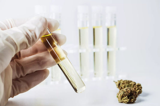 Carolina Dream CBD, THC, and CBN gummies and tinctures – hemp-derived, fast-acting, and formulated for sleep, stress, and focus