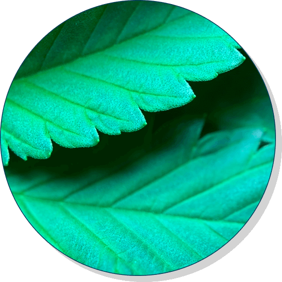 Carolina Dream CBD, THC, and CBN gummies and tinctures – hemp-derived, fast-acting, and formulated for sleep, stress, and focus