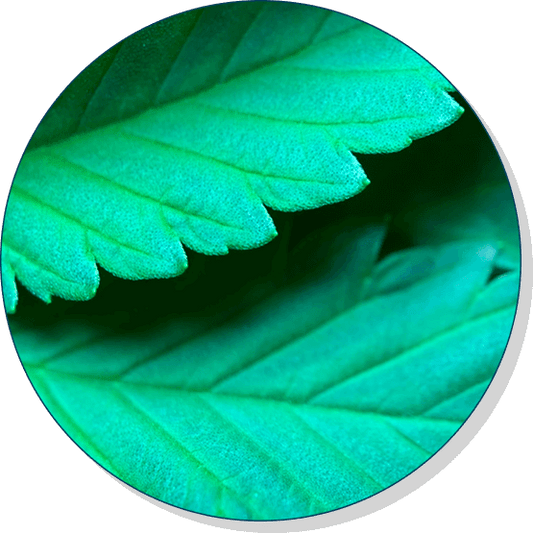 Carolina Dream CBD, THC, and CBN gummies and tinctures – hemp-derived, fast-acting, and formulated for sleep, stress, and focus