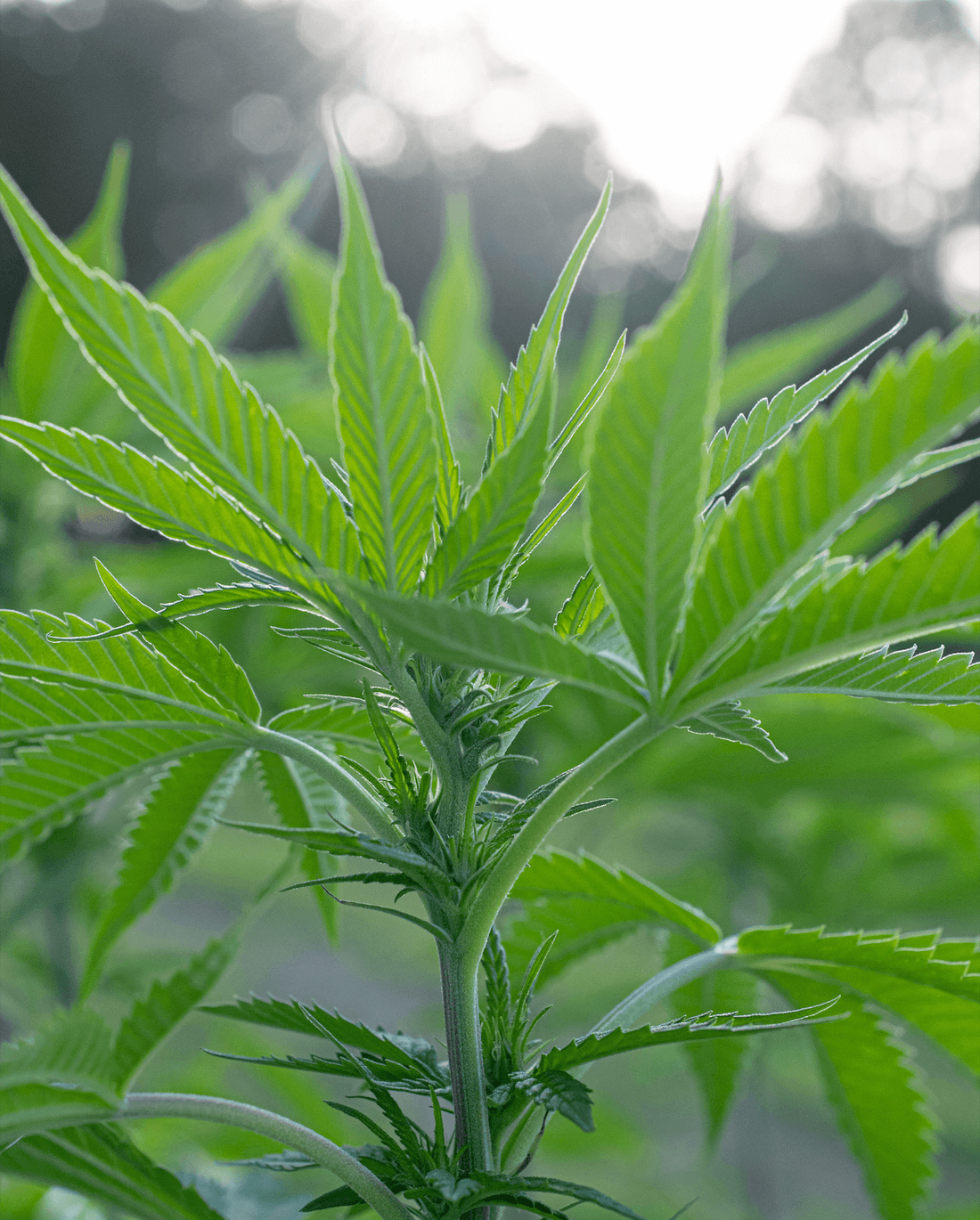 Carolina Dream CBD, THC, and CBN gummies and tinctures – hemp-derived, fast-acting, and formulated for sleep, stress, and focus