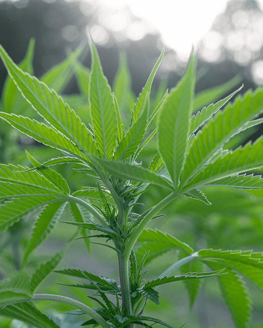 Carolina Dream CBD, THC, and CBN gummies and tinctures – hemp-derived, fast-acting, and formulated for sleep, stress, and focus