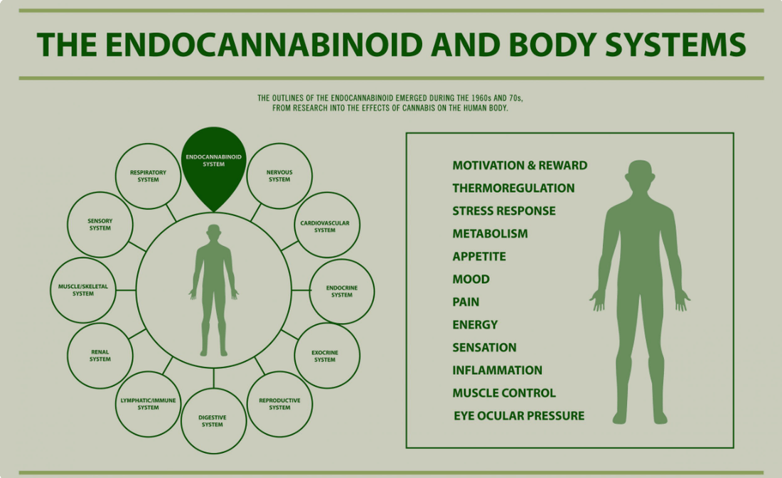 Carolina Dream CBD, THC, and CBN gummies and tinctures – hemp-derived, fast-acting, and formulated for sleep, stress, and focus