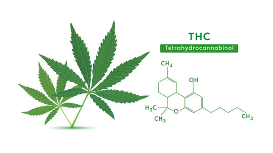 How Long Does THC Stay in Your System?
